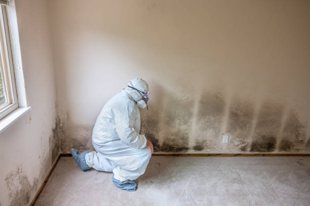 Office Mold Removal Services in Jennings, MO