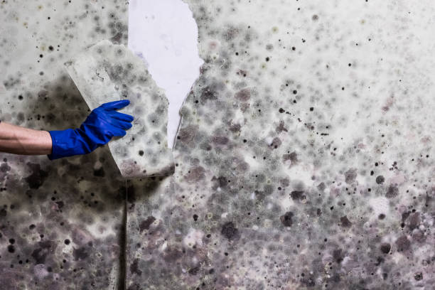 Mold Removal and Inspection in Jennings, MO